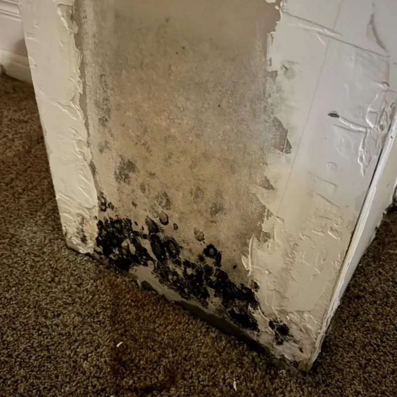 Professional Mold Removal in North Seekonk, MA